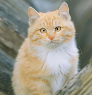 🐾中医养生新姿势！五行宠物疗愈指南：养对毛孩子竟能调体质？