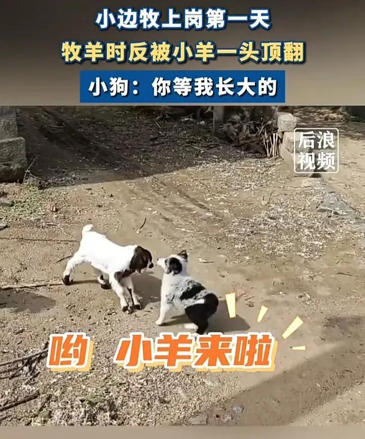 这件事太有趣了！近日，山东一名男子发视频称，自家的小边牧第一天上岗牧羊，当它兴冲