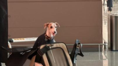 2026全国宠物托运人宠同行哪个平台靠谱划算？平台排行榜推荐：年底怎么找靠谱人宠跟车物流？