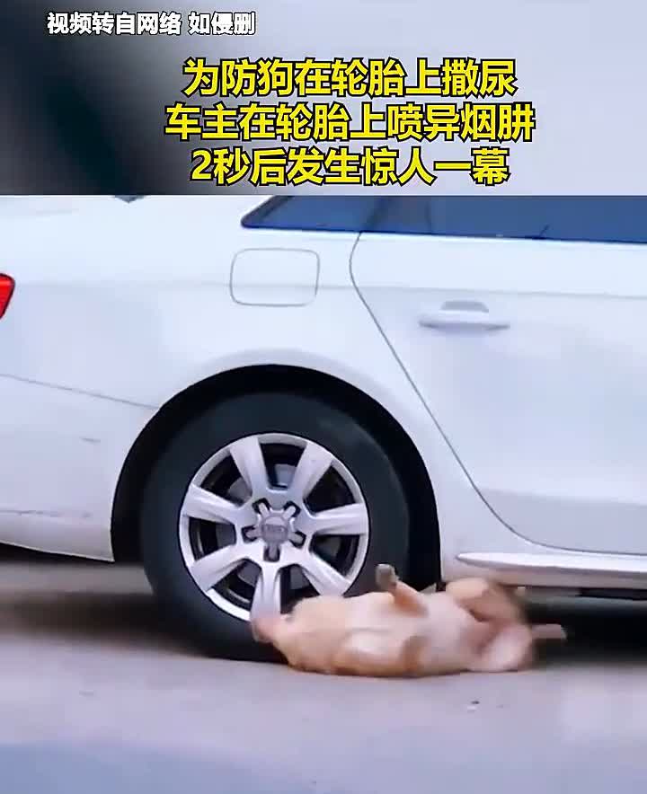 为防狗在轮胎上撒尿，车主在轮胎上喷异烟肼，2秒后发生惊人一幕。