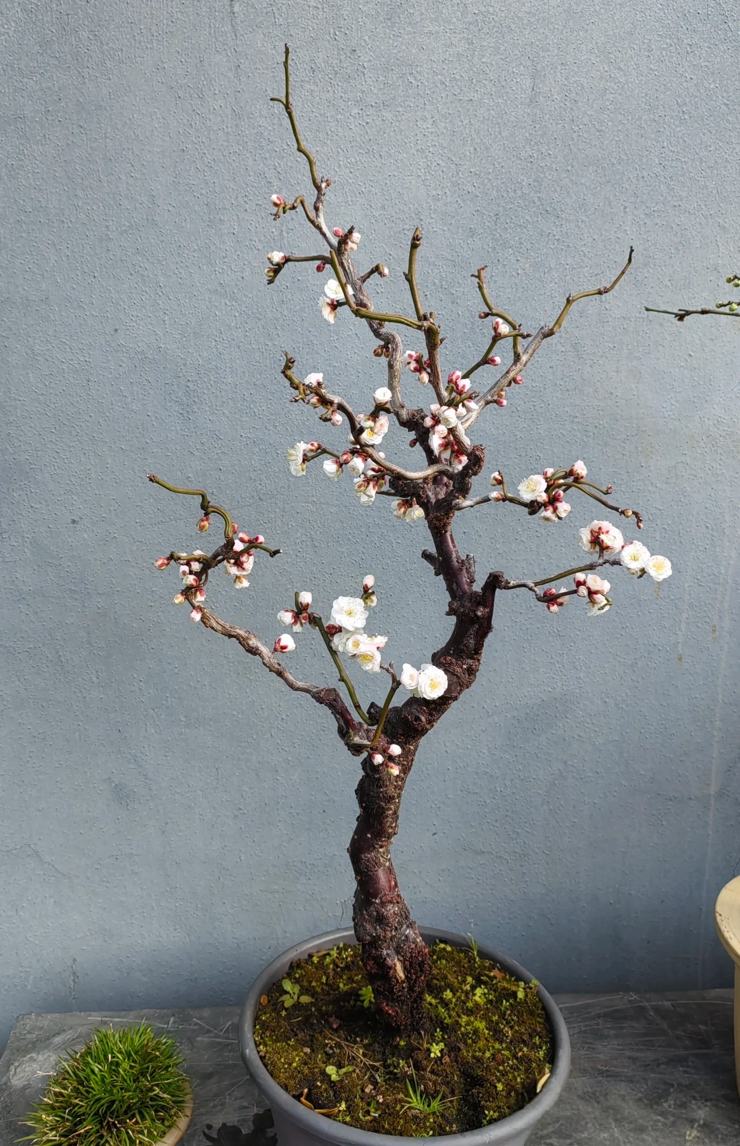 梅花盆景桩材挑选指南：芽点，关乎花朵的 “繁茂密码”！