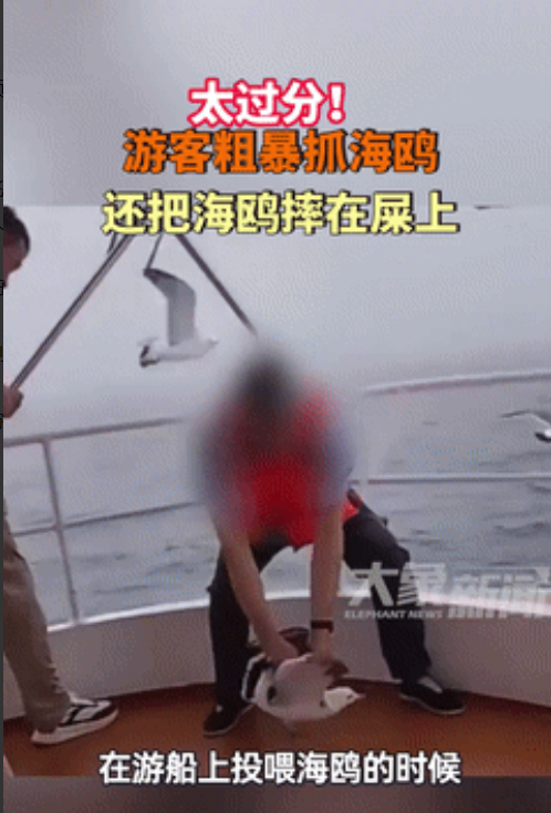 “太可恶了！”辽宁，某游艇上的一名男游客趁着投喂海鸥的机会，竟然紧紧地抓住海鸥翅