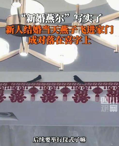 太神奇了！5月5日，陕西西安一男子结婚，接新娘子进门时突然飞进两只燕子，在客厅盘