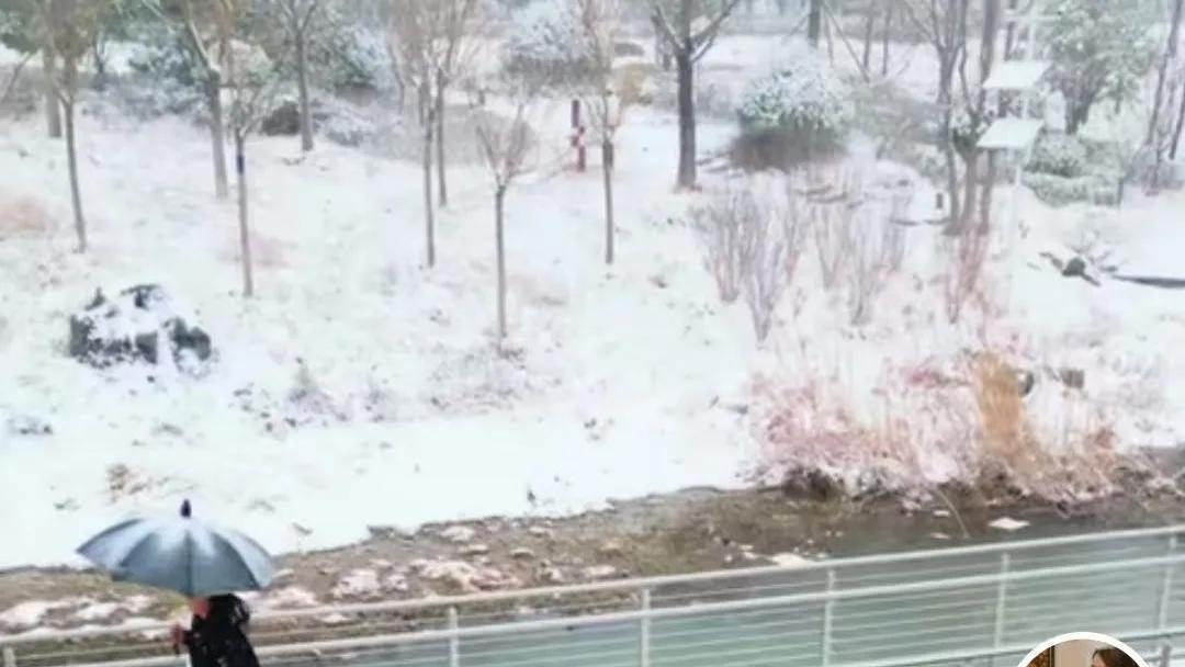 驻马店下雪了老杜直播看雪威威打伞看雪拍视频他们是一起看雪景吗