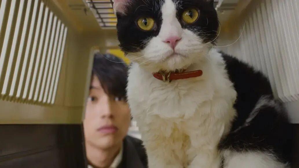 在拼多多，年轻人开始为毛孩子买别墅了