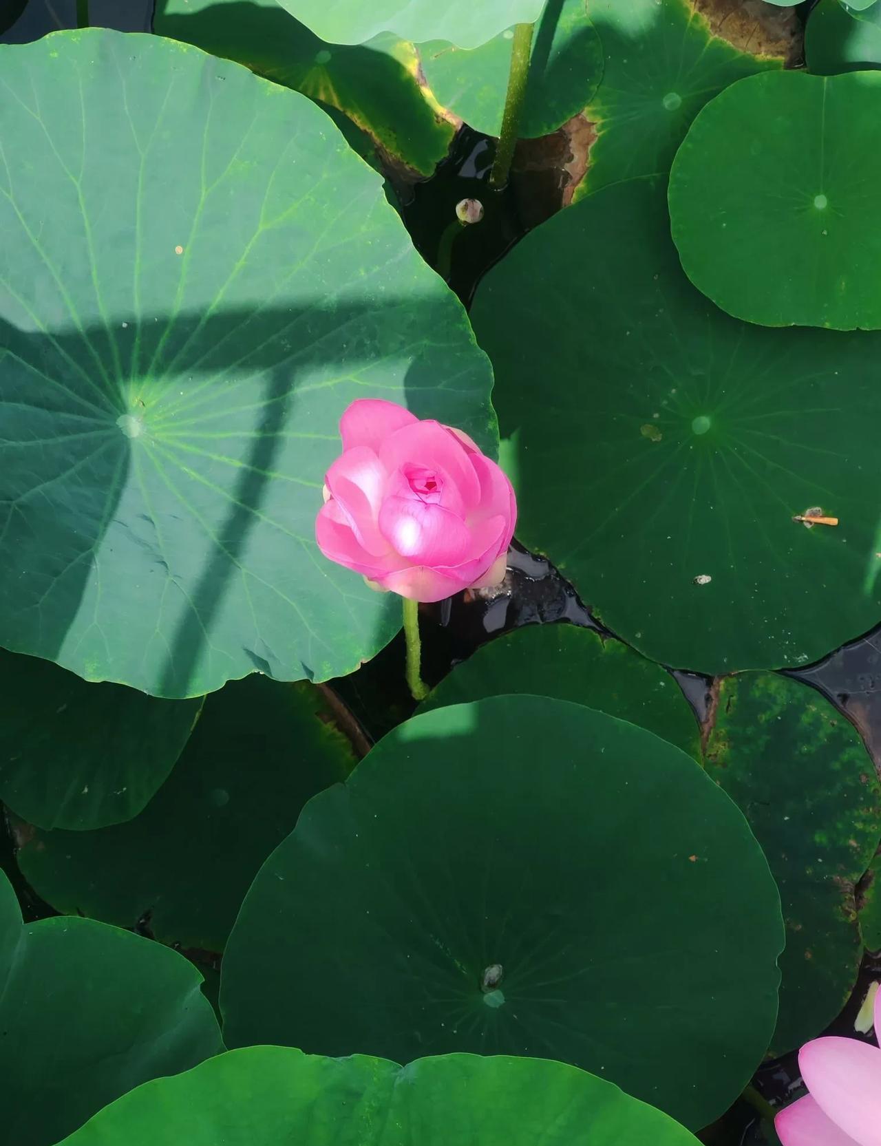 #分享相册里最美的花#千岛湖旅游时拍的一朵含苞待放的荷花！