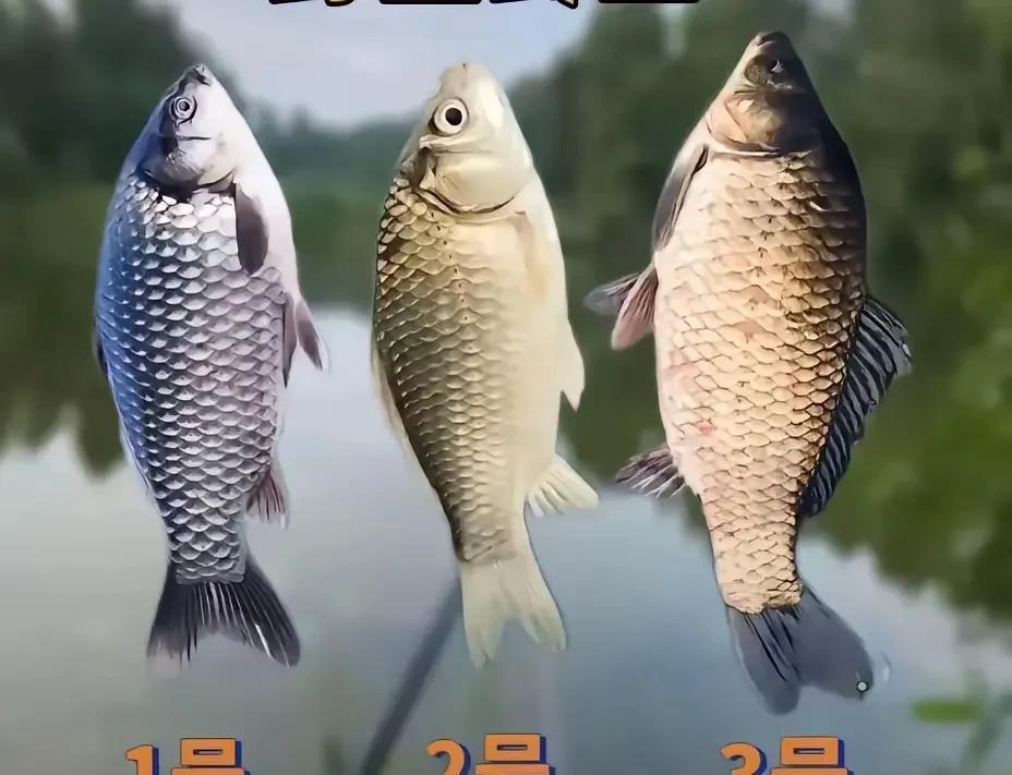 都别犟，
三天都是野生鲫鱼！