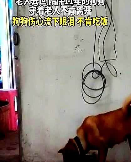 一女子发视频称，她的爷爷去世了，晚上十点给爷爷守灵时，女子发现爷爷养的狗子进房间