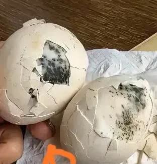 四川，一名女子在菜市场买菜的时候，在一位老太太那里买了一些鸡蛋，老太太对她说，她