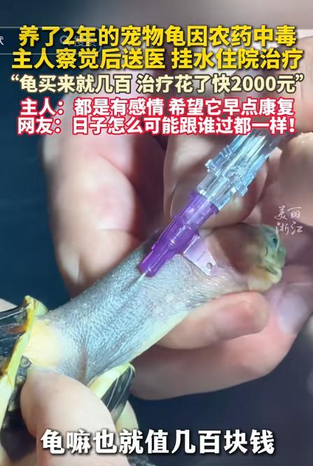 “这只乌龟火了！”苏州，男子花几百块买了一只乌龟养了2年，不料邻居打农药后，乌龟