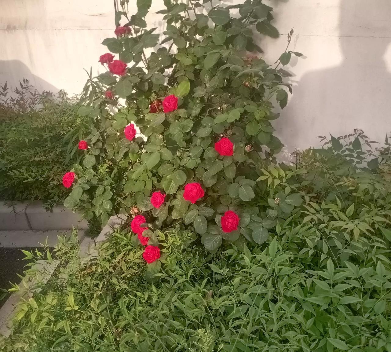 岛国人的心态大同小异，灾难多，资源少。对大陆的渴望是刻到骨髓里的，所以遇上灾难同