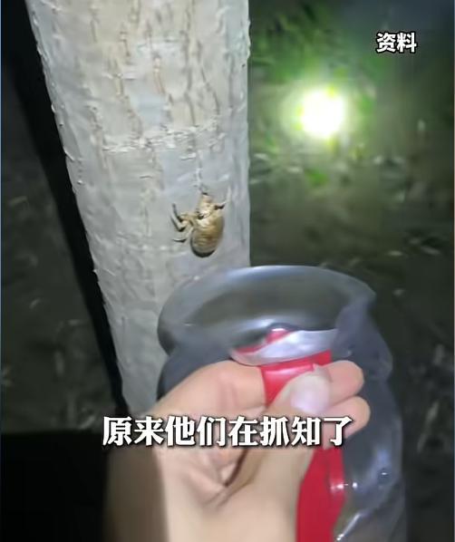 抓知了一天净赚2000？小徐从浙江丽水专门开车200多公里到杭州抓知了，没想到这