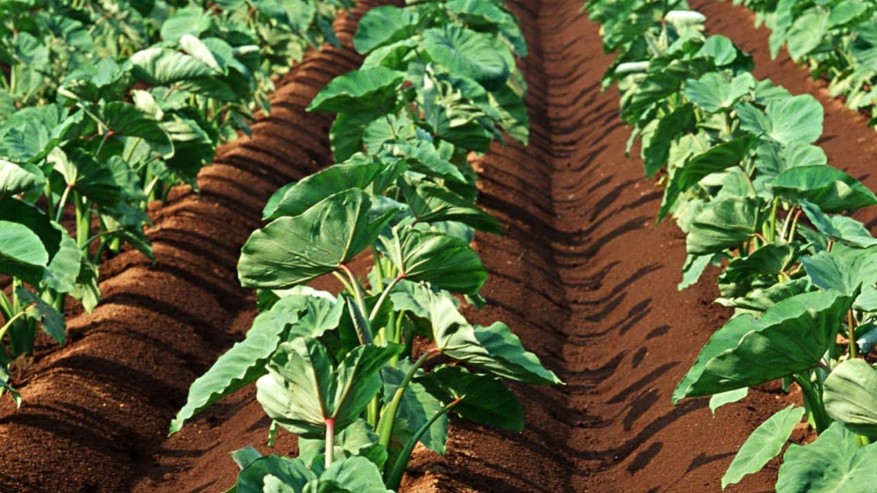 半月精准营养供给策略，揭秘！旱田小麦，肥力均衡的奥秘