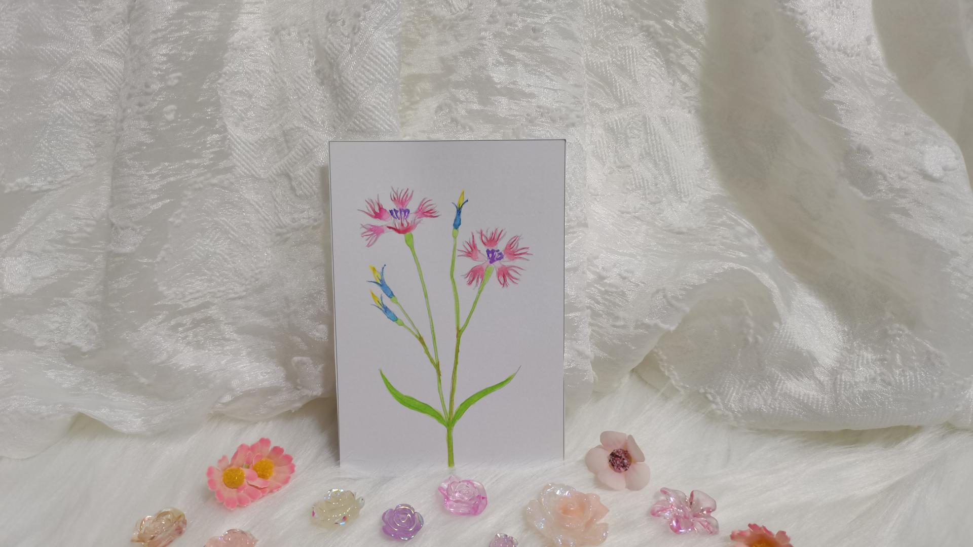 18 瞿麦花（绘画 水彩 果花甘06）