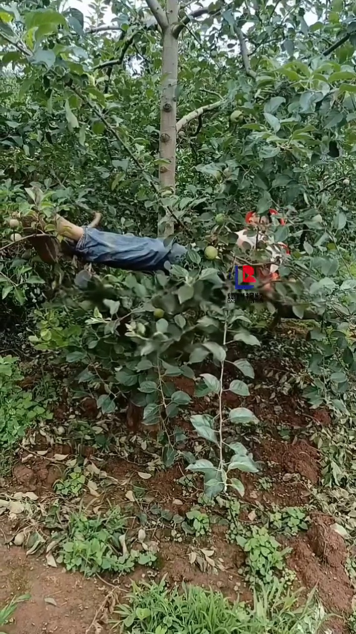 一男子干活躺在树枝上休息时死亡，头上还戴着安全帽！