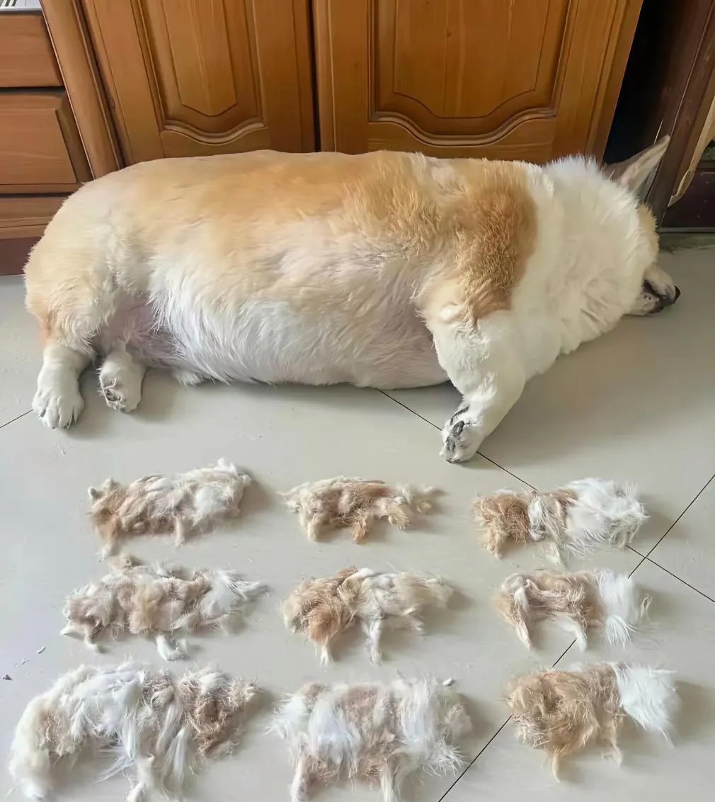 小奶狗这是生了多少个宝宝呀？