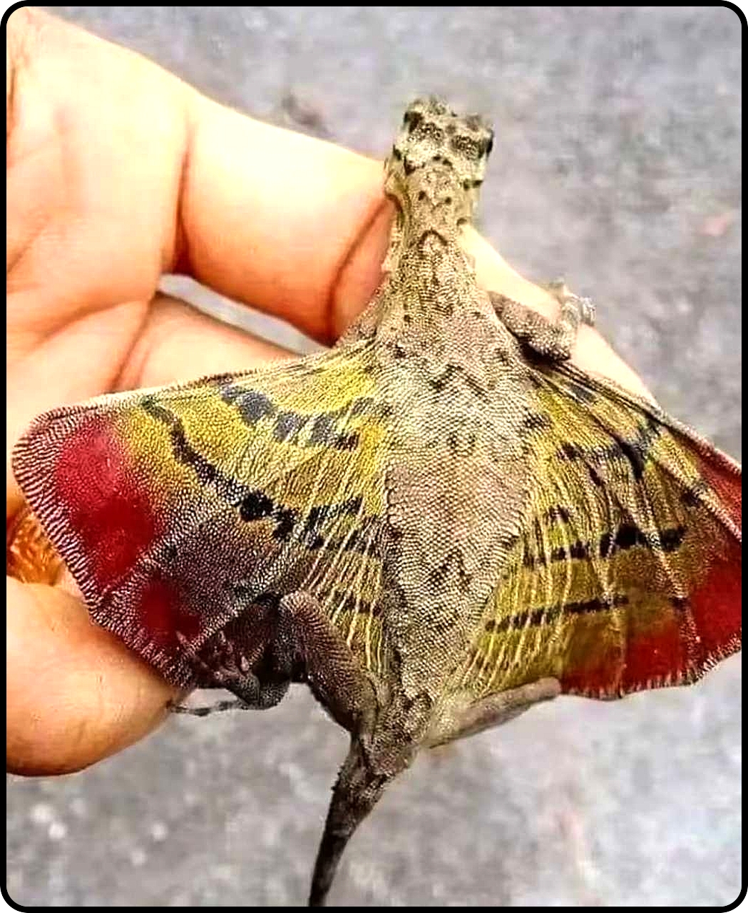 这是个什么动物，没见过啊