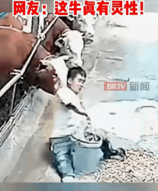 “万物皆有灵性！”一男子拎着一桶饲料准备去喂牛，结果脚底打滑直接摔倒了，没想到在