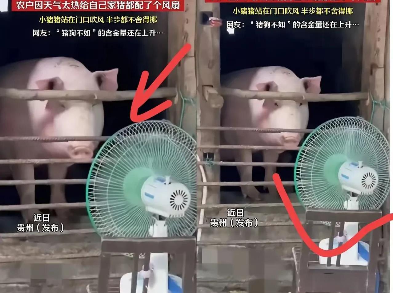 这年头，快别骂人家“猪狗不如”了！毕竟，狗可以给人做宠物狗，吃香的喝辣的；就连猪