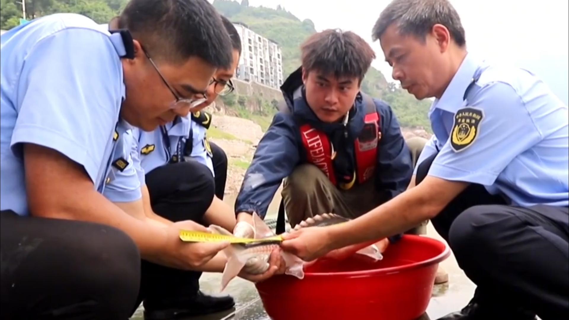 三峡库区发现“水中大熊猫”，曾被宣布野外灭绝，为何再次现身？