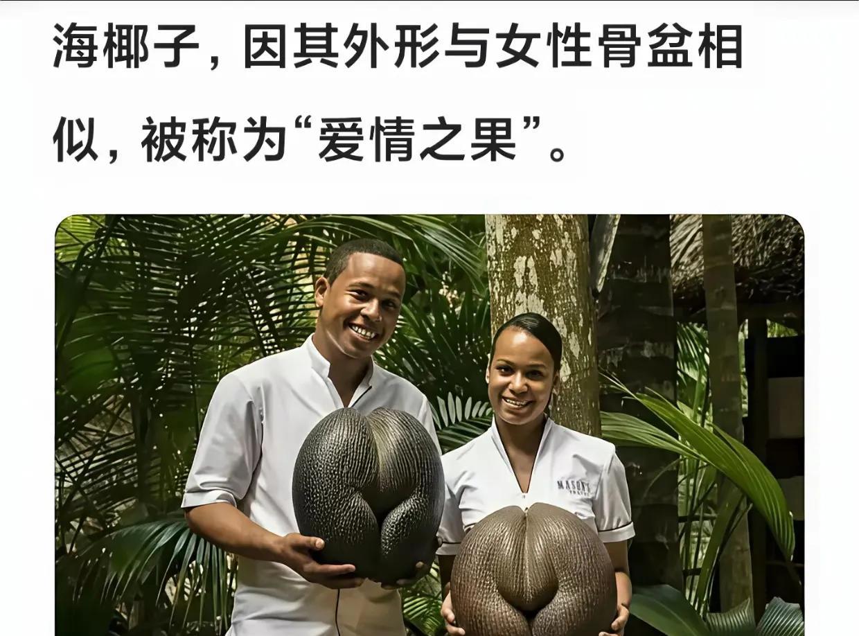 这个椰子长的多少有点不正经了[捂脸][捂脸][捂脸]