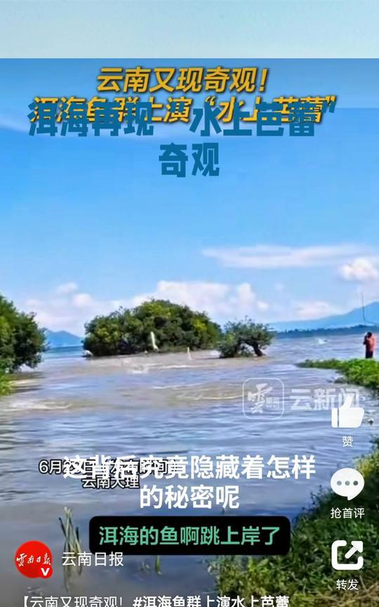 洱海再现"水上芭蕾"奇观。
你是否见过鱼群在水面跳跃，犹如一场精彩绝伦的"水上芭