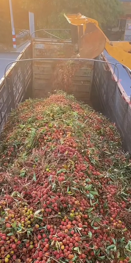南方的荔枝卖不动，北方吃不起！
北方蒜苔卖不动，都是直接扔地头！
这是什么原因造
