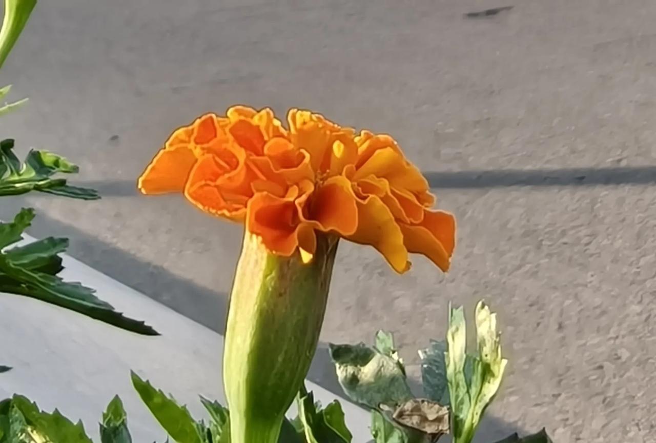 #手机随手拍 记录美好点滴#
夏日菊的春天