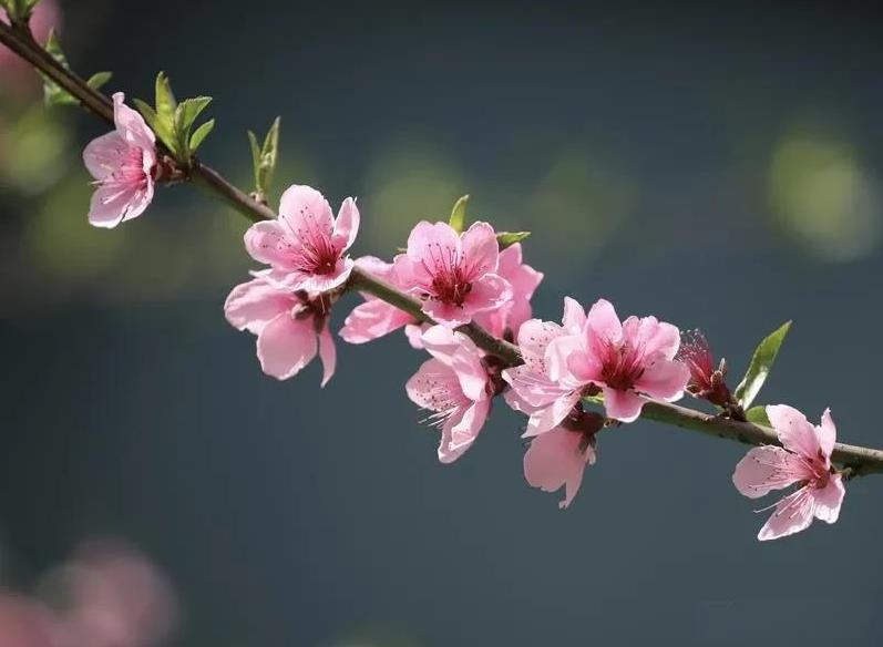 #上联：小桥流水桃花艳，求下联#
上联:小桥流水桃花艳;
下联:古道西风瘦马行。