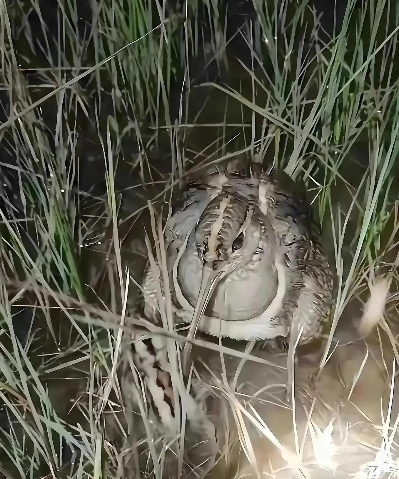婆婆去地里浇地 突然看到一个这东西 大晚上的真的是要吓死了 这是什么呀 ？有认识