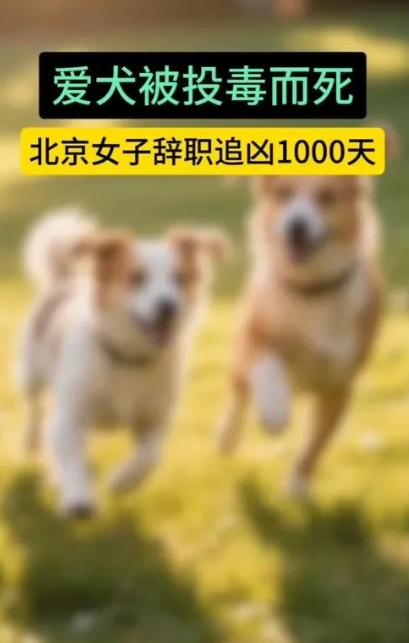 一女子因爱犬被害，毅然辞职踏上追凶之路。1000多天里，她历尽艰辛，不放弃任何线