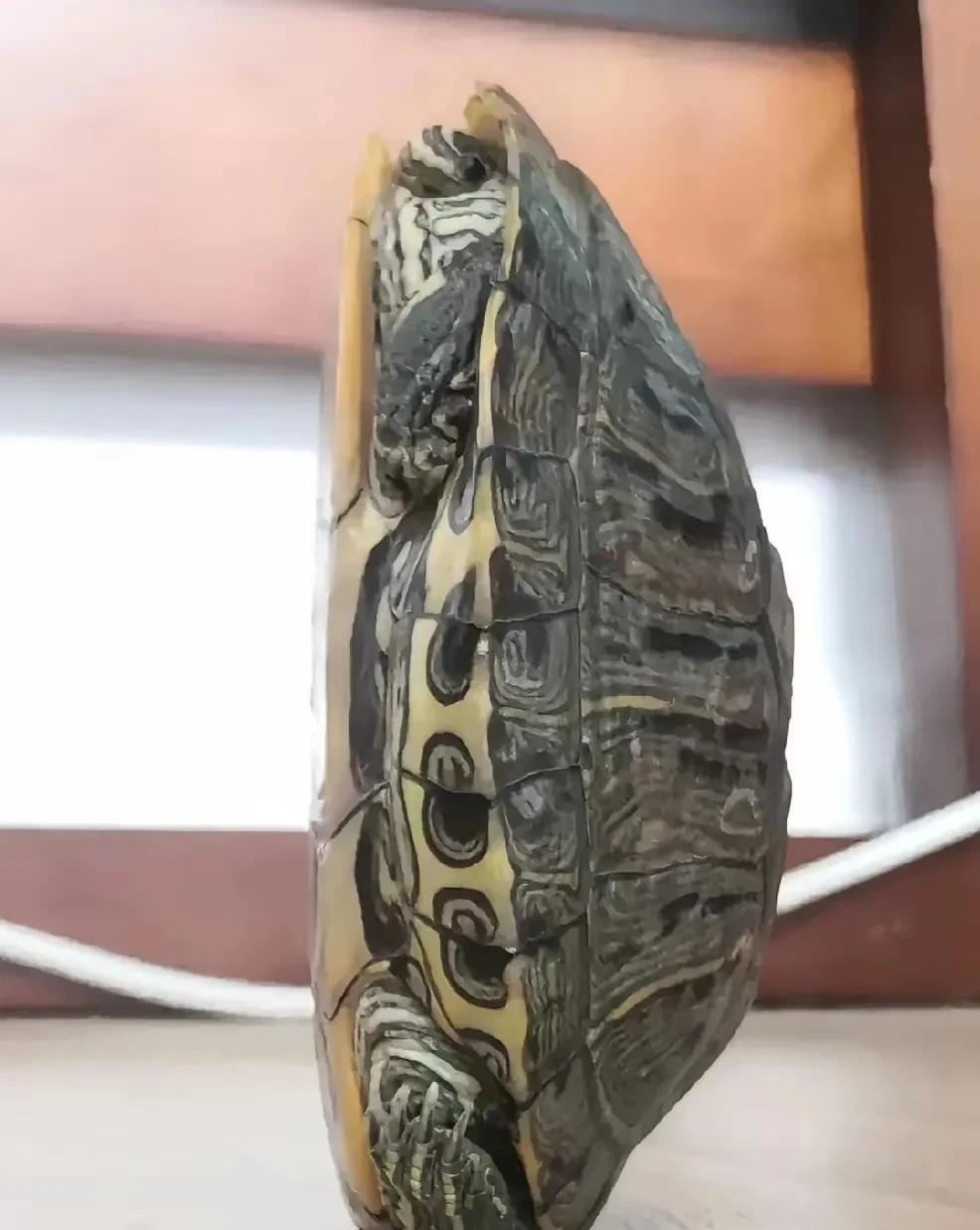 谁能想到，花100元买的一只乌龟，竟酿成128万的巨额赔偿！



广东一对夫妇