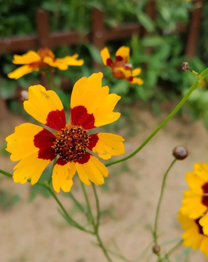 #分享手机里的花花草草#