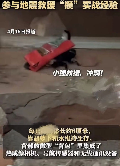 一觉醒来，

怕小强和不怕小强都沉默了，

缅甸7.9级地震后，新加坡技术小组派