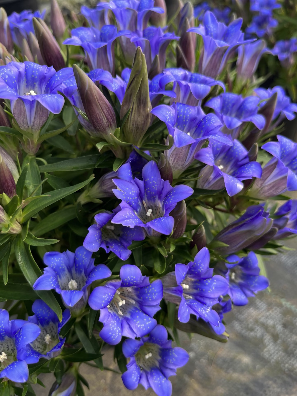 龙胆花：像星星落进花盆里！