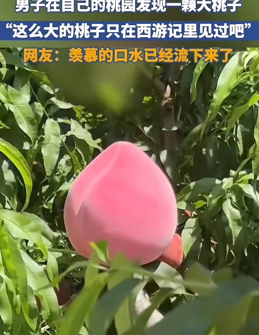 男子在自己的桃园发现了一颗蟠桃！

这么大的桃子只在西游记里见过吧。

