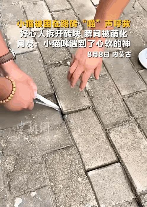 “这就是缘分！”内蒙古，男子出门逛街，走着走着，突然从脚底传来猫咪的叫声，把他给