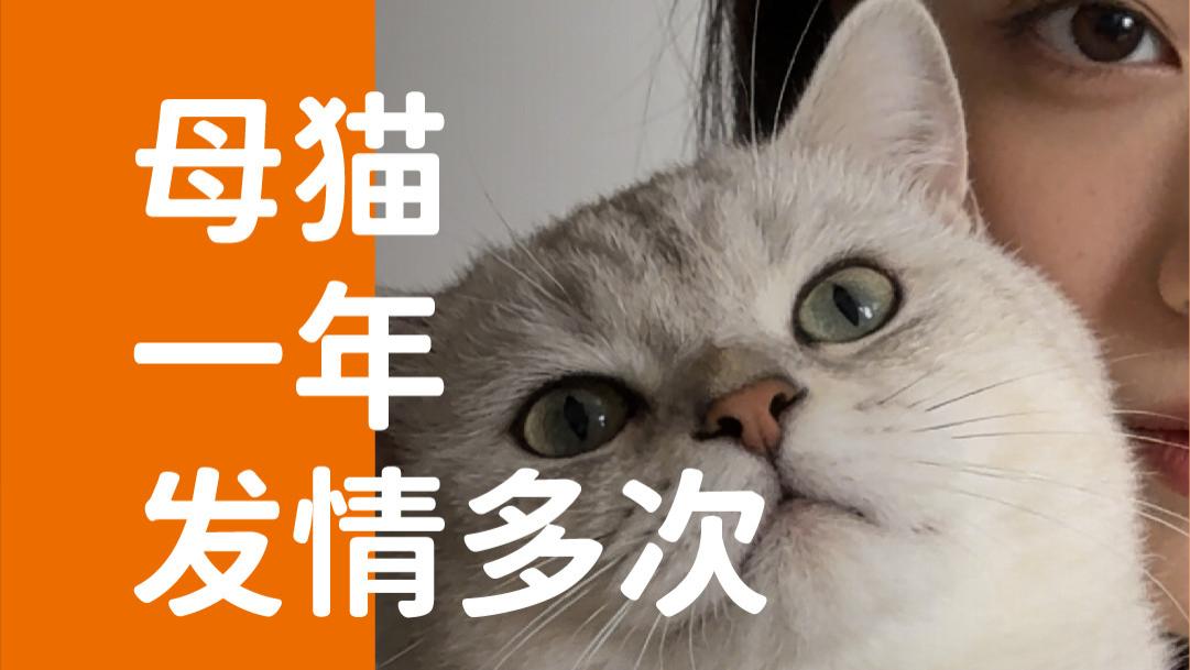 象乡宠物食品 | 母猫一年可发情多次