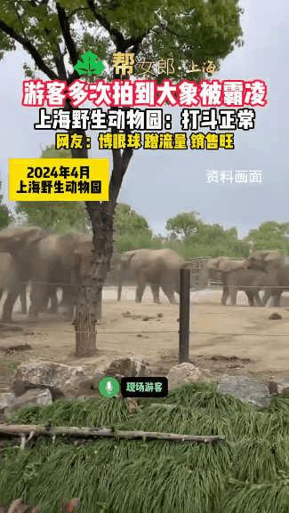 “太惨了！”上海野生动物园，一只大象身形消瘦、皮肤干瘪，长达3年被象群霸凌欺负，