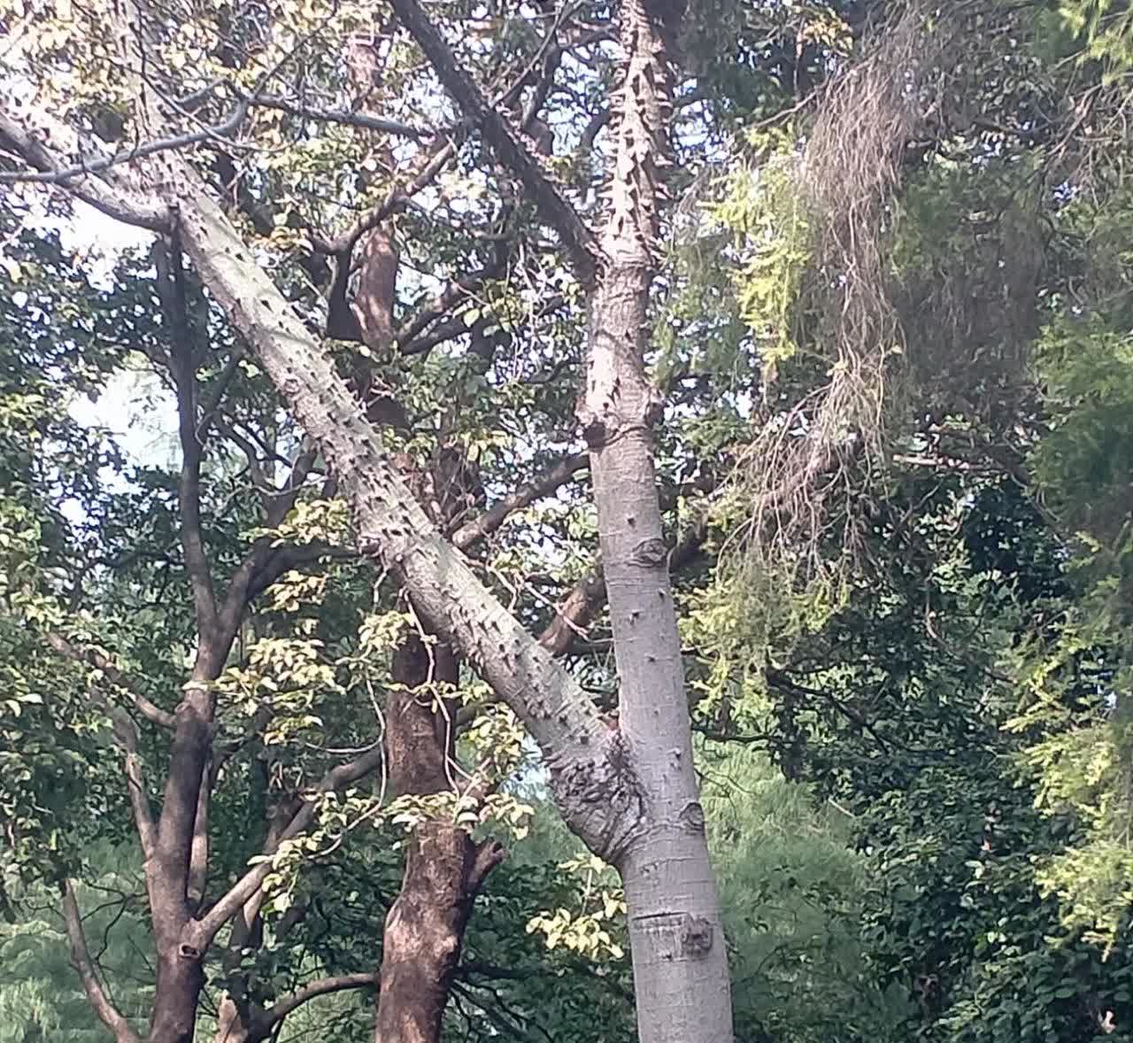 广东佛山，有一名男子跟家人周末到公园游玩，发现一棵长着很多尖刺的果树上，结着二十