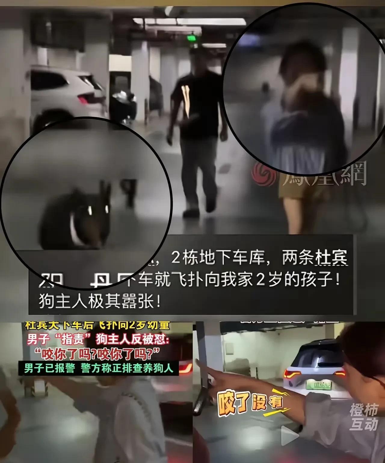两只杜宾犬的主人找到了，女子是当地一美容老板的女儿，不差钱！该事件已经“妥善处理