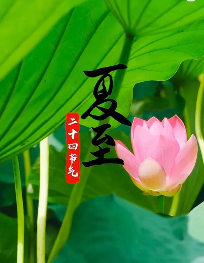 夏日荷花，养心健康，美好生活！
夏至快乐.！