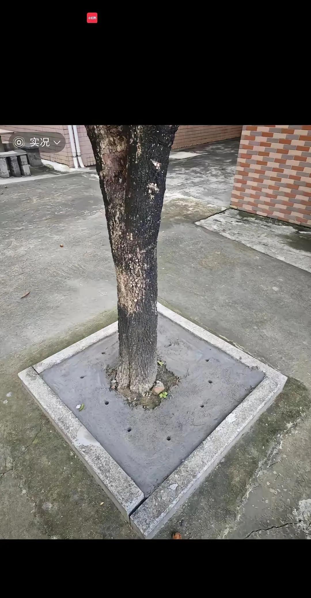 不知道佛山哪个大聪明想出来的办法，防止蚊子丛生。
什么办法呢？用水泥封住绿化树下