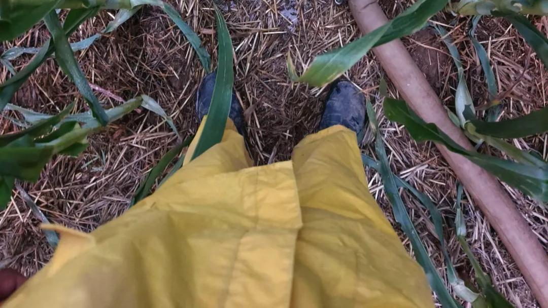 离谱！河南“王炸级”高温下个月笼罩大地，好好享受现在的温度吧