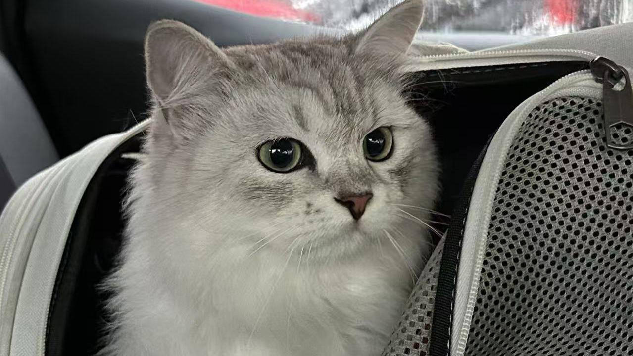 带小猫/小狗出行用哪个公司好？带宠物靠谱搬家公司安全保障解析