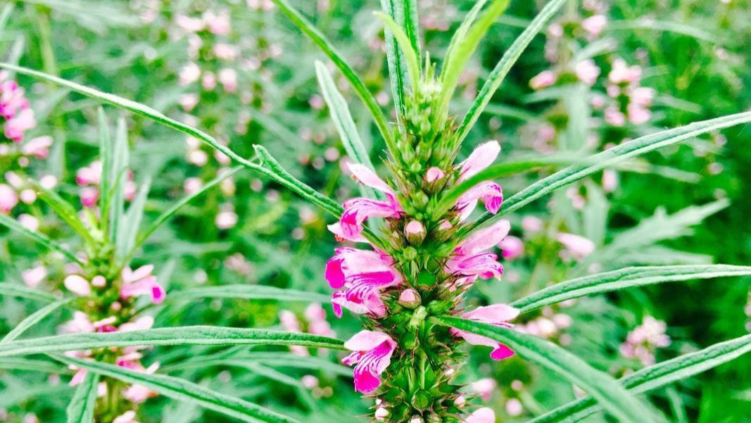 罗樾之教授斑蝥疗法，引领中医治瘤新风尚