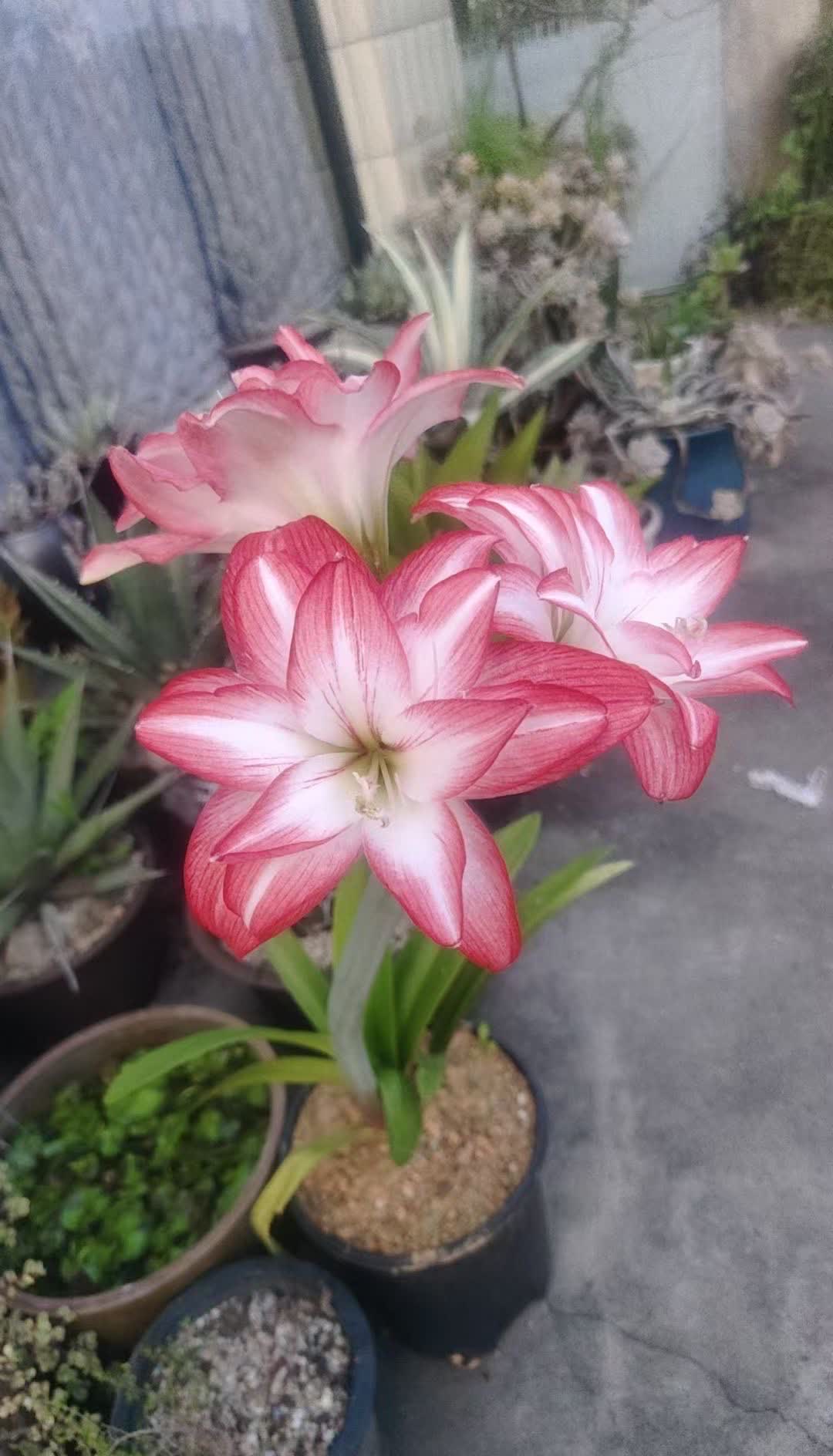 这棵漂亮的朱顶红名叫“花孔雀”，你觉得像吗？