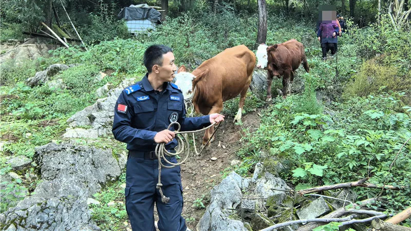 这很牛！“空中警力” 助力村民找回2头牛