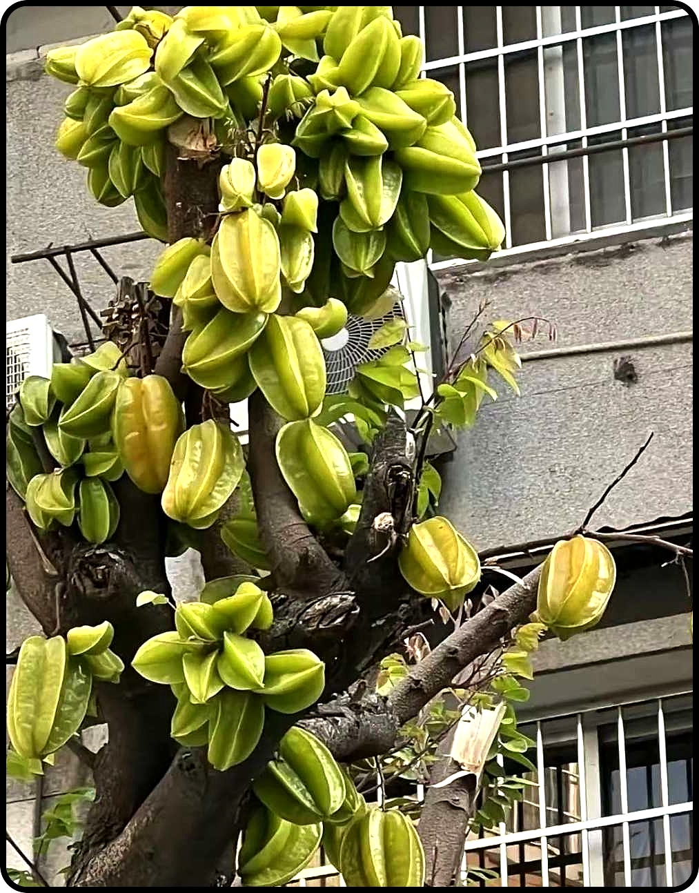 有大佬帮忙科普一下这是什么树？