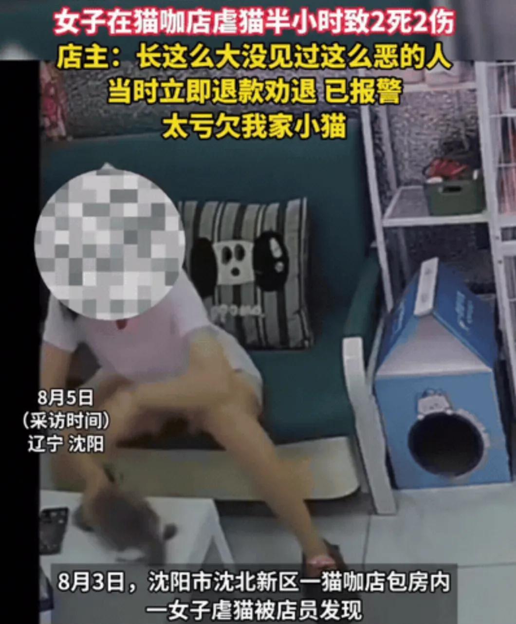 近日，沈阳女子在猫咖虐猫引起了网友们的愤怒。这位虐猫女子将会面临以下几种结果：